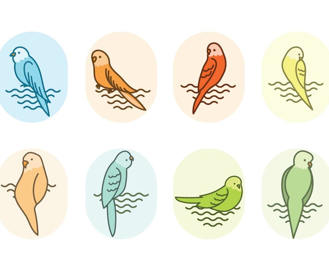 Free Budgie Vector