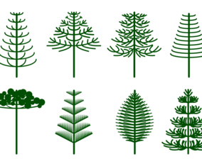Free Araucaria Vector