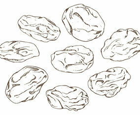 Free Raisins Vector Illustration