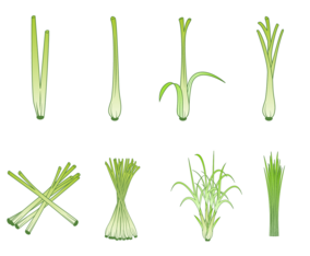 Free lemongrass Vector