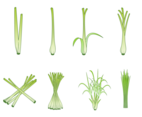 Free lemongrass Vector
