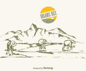 Free Drawn Rice Field Vector Illustration