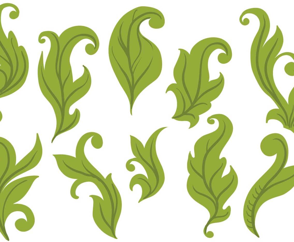 Free Leaves Vectors