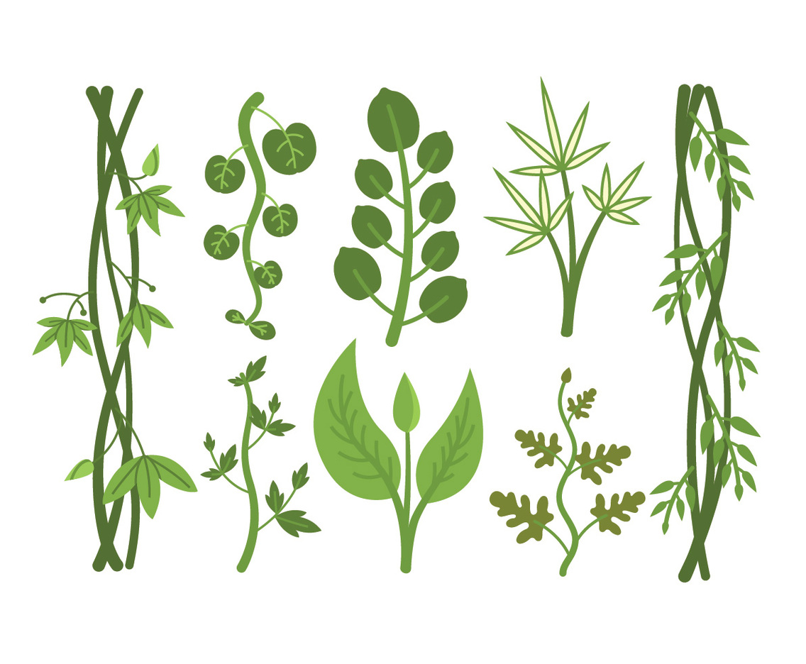 Tropical plant vectors