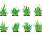 Free Maguey Vector Set