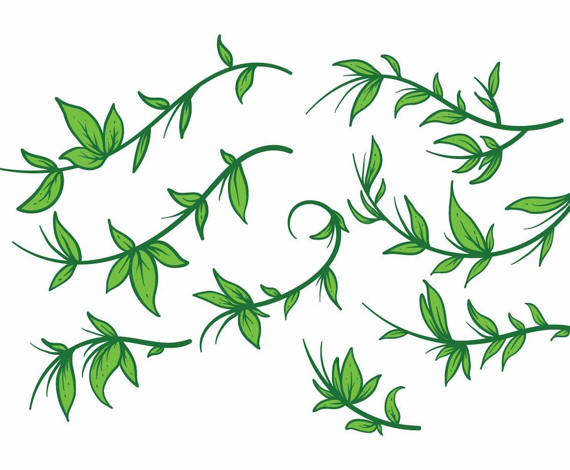 Free Liana Plant Vector set