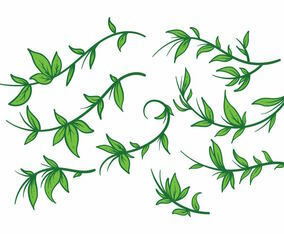 Free Liana Plant Vector set