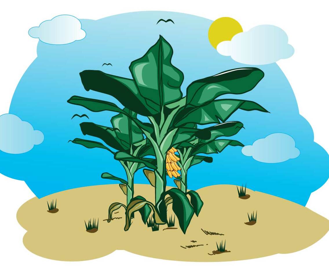Free Banana Tree Illustration
