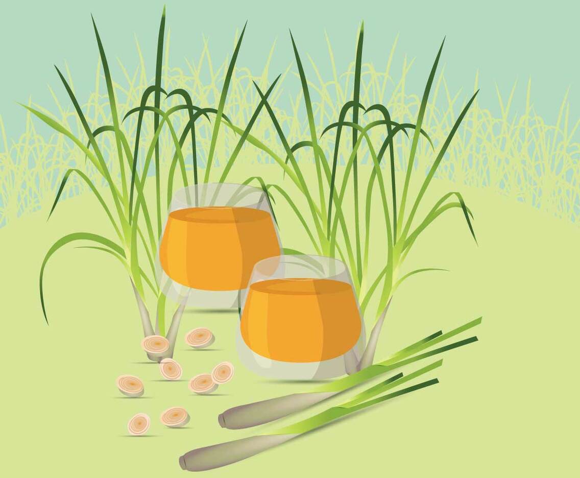 Free Lemongrass Illustration