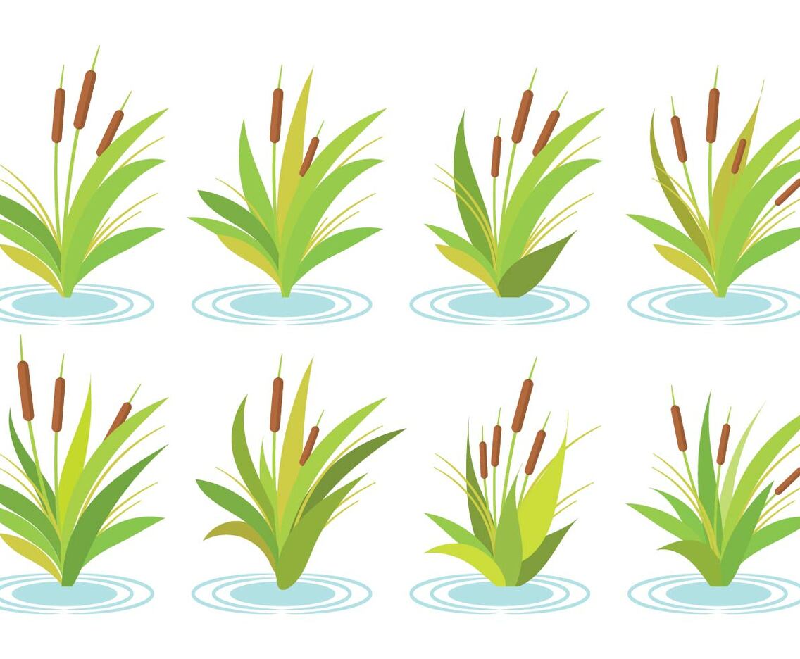 Free Cattails Vector