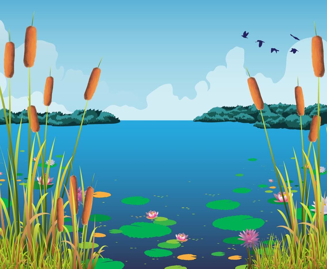 Cattails Vector And Water Lilies At The Beautiful Lake