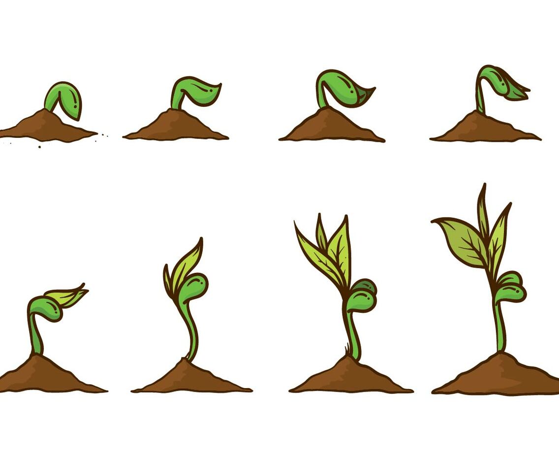 Free Grow Up Plant Vector