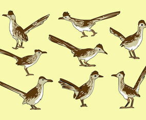 Free Roadrunner Bird Vector