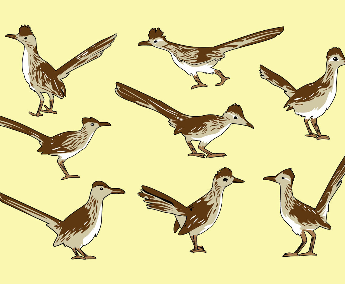 Free Roadrunner Bird Vector