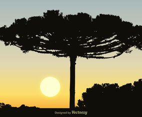 Free Black Araucaria Vector Background