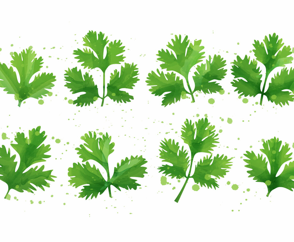 Cilantro - Mint Leaf