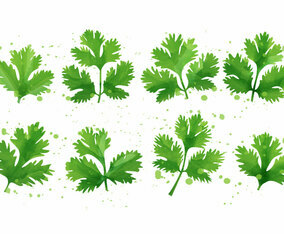 Cilantro - Mint Leaf