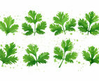 Cilantro - Mint Leaf