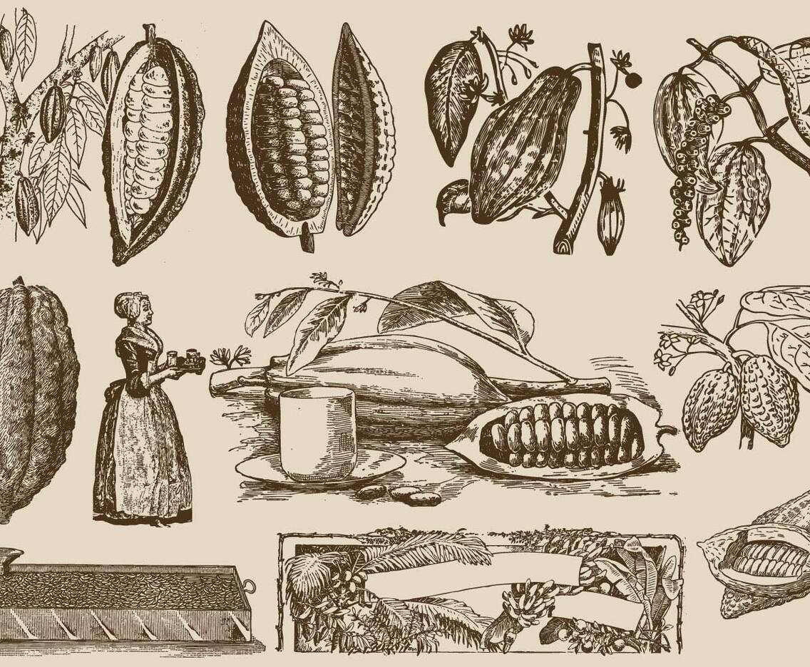 Cocoa Beans And Process