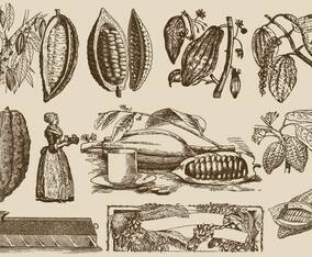 Cocoa Beans And Process