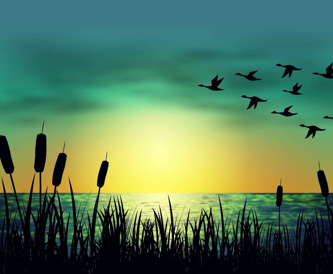 Silhouette Geese And Cattails Vector