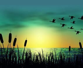 Silhouette Geese And Cattails Vector