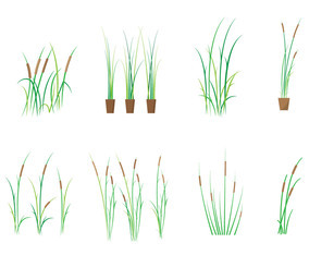 Free Cattails Vector