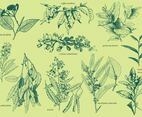 Aromatic Plants