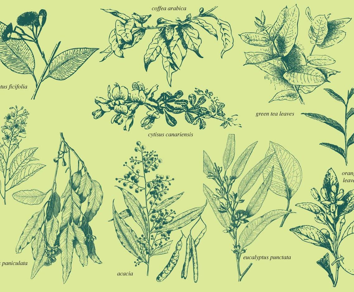 Aromatic Plants
