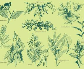 Aromatic Plants