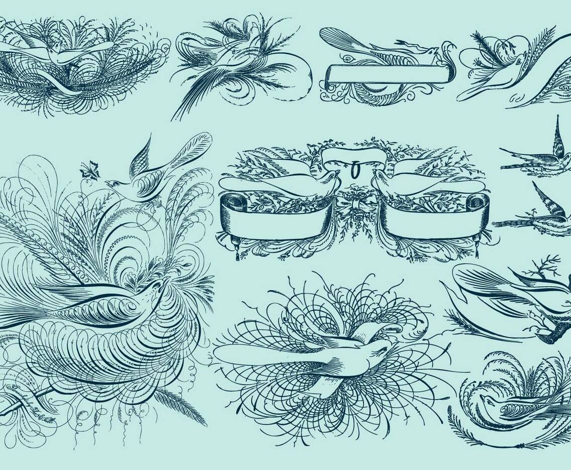 Pinstripe Bird Drawings