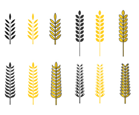 Golden Oat Vector Set