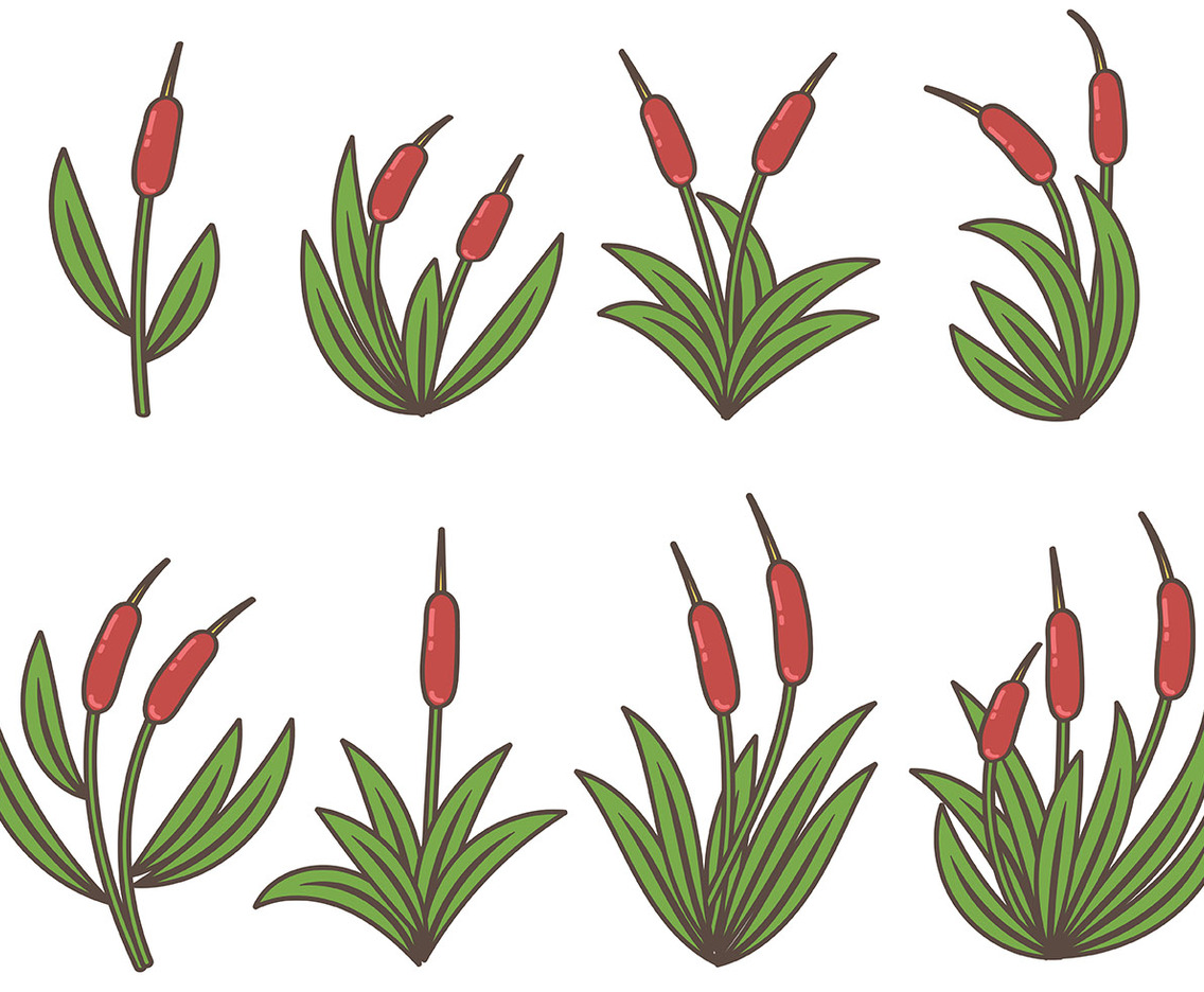 Colorful Cattails Icon Vector