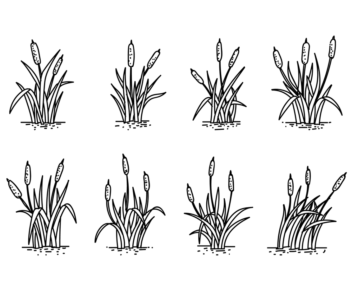 Cattails Hand Drawing Vector
