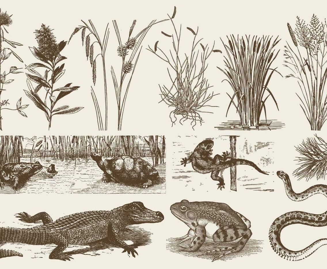 Swamp Fauna And Flora