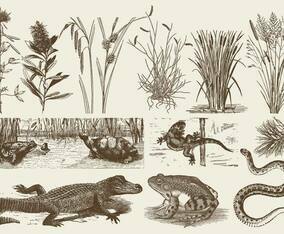 Swamp Fauna And Flora