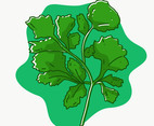 Cilantro vector illustration