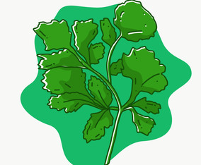Cilantro vector illustration