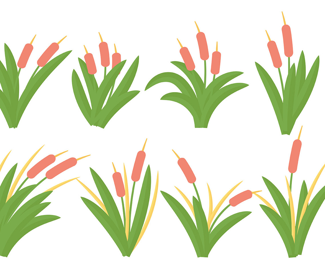 Free Cattails Icon Vector
