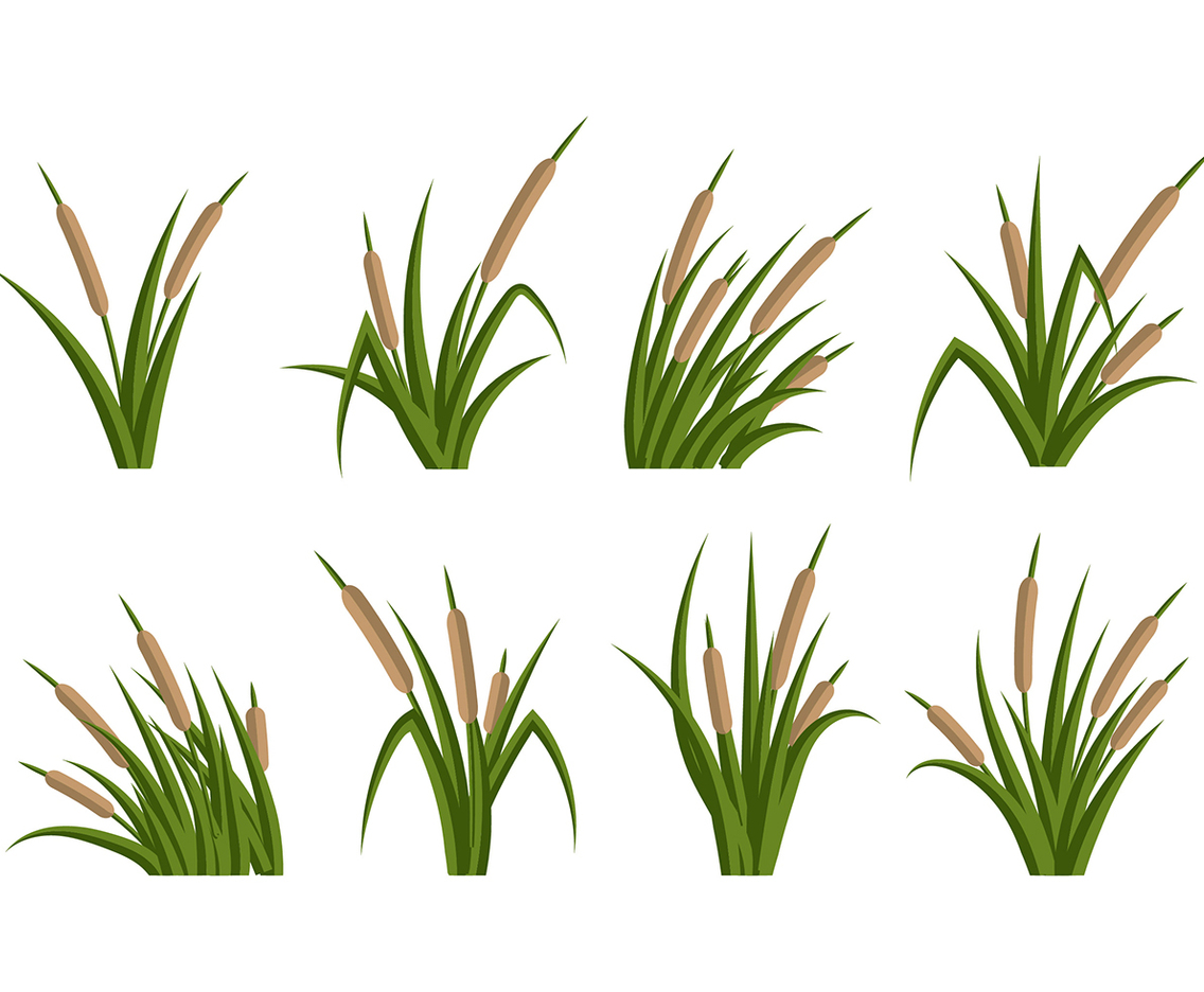 Cattails Vector Flat