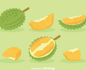 Durian Fruit Vector