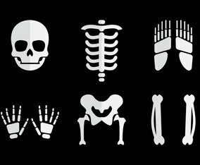 Human Bones Vector