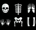Human Bones Vector