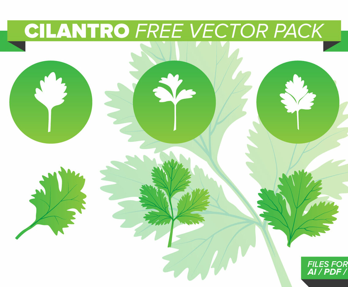 Cilantro Free Vector Pack
