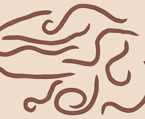 Earth Worm Set Vector
