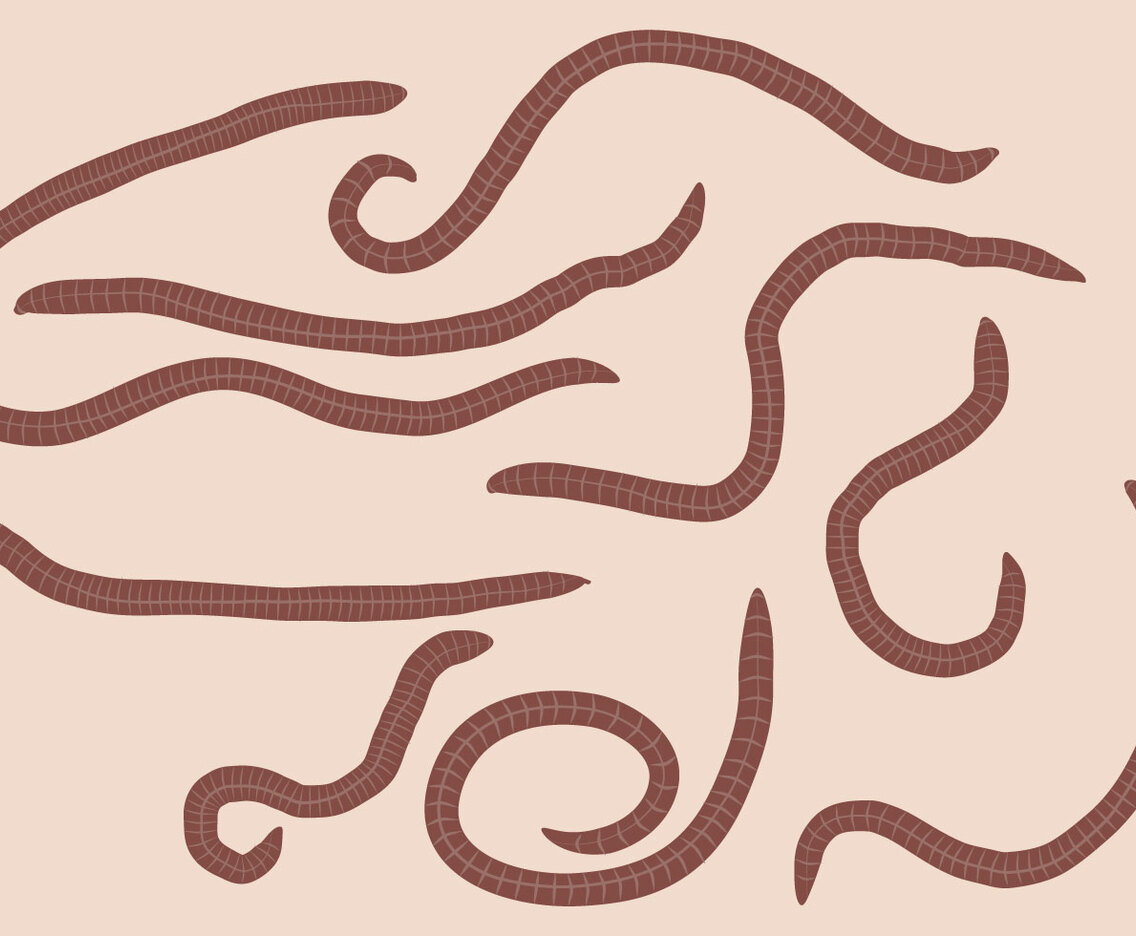 Earth Worm Set Vector