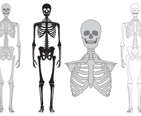 Skeleton and bones vector set