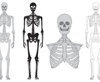 Skeleton and bones vector set