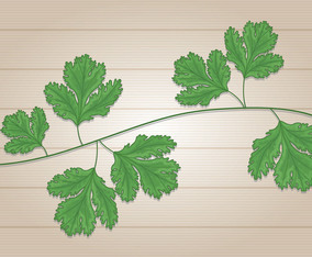 Cilantro Leafs