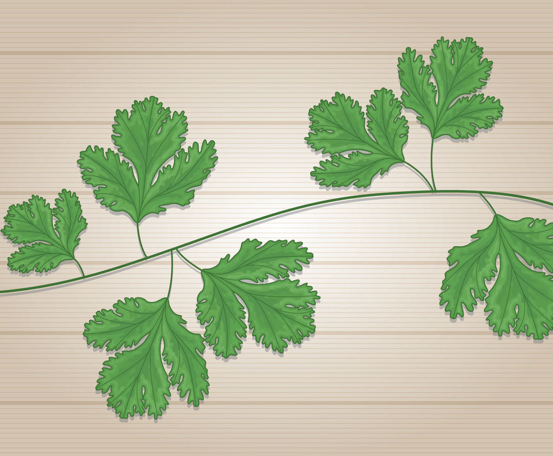 Cilantro Leafs